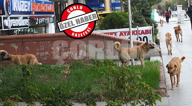 Çorlu'daki Başı Boş Köpekler Vatandaşı Korkutuyor