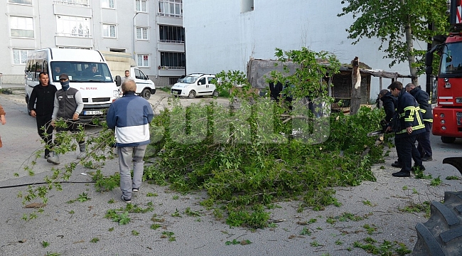 Kırklareli'nde şiddetli rüzgar ağacı devirdi: 1 araç hasar gördü